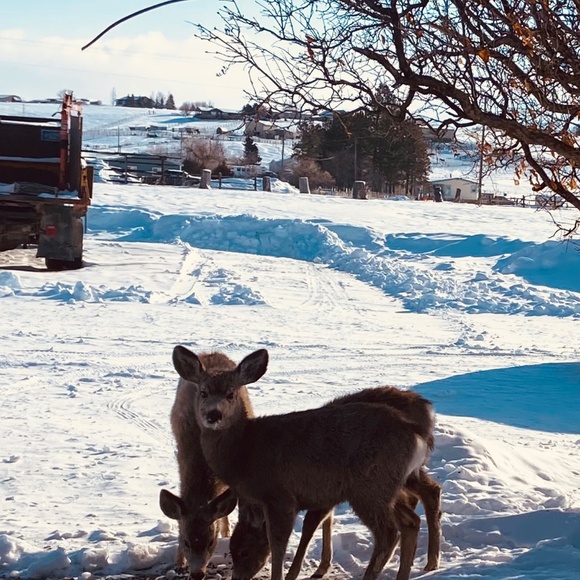 Loft Stars & Stripes One of a Kind Denim - Picture 7 of 16